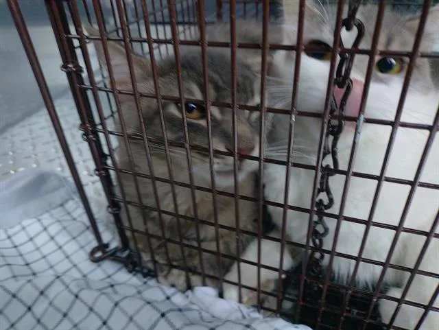 A young large-sized female Domestic Short Hair cat named Cod for adoption in Fort Lauderdale, FL