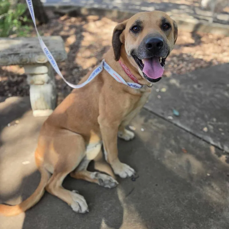 An adult large-sized female Yellow / Tan / Blond / Fawn Labrador Retriever dog named Gilly for adoption in Pacifica, CA