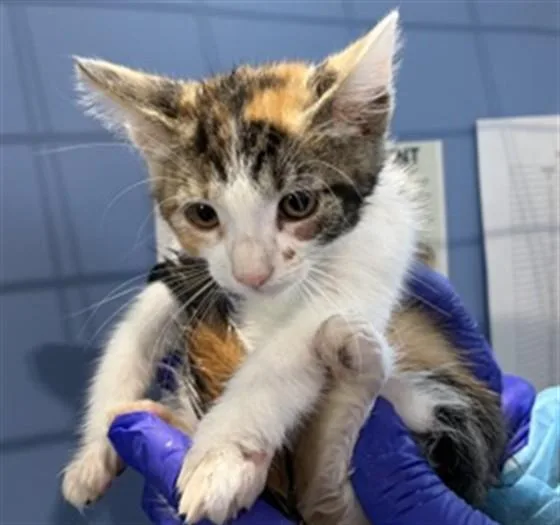 A baby small-sized female Domestic Short Hair cat named Jelly Bean for adoption in San Bernardino, CA