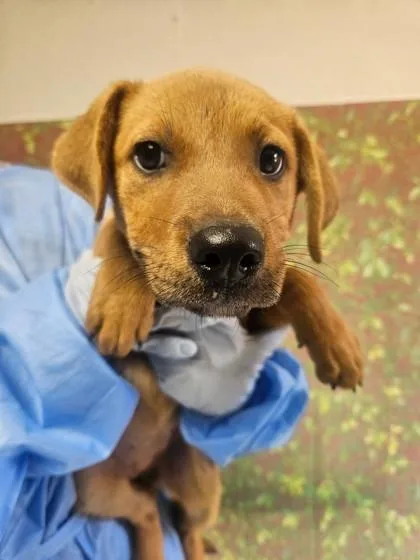A young small-sized female Shepherd dog named Sandy for adoption in San Antonio, TX