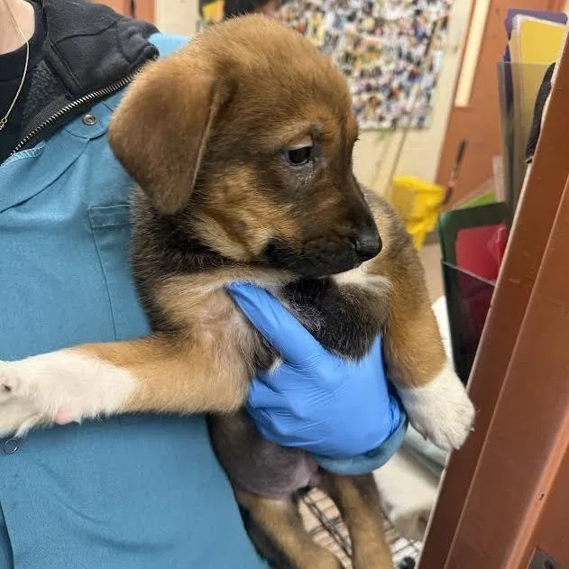 A baby small-sized male Brown / Chocolate German Shepherd Dog named Broomstick for adoption in Springfield, MA