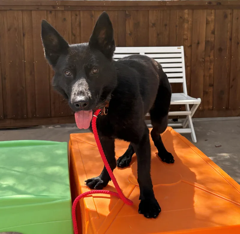 An adult medium-sized female German Shepherd Dog dog named Fire for adoption in Dallas, TX
