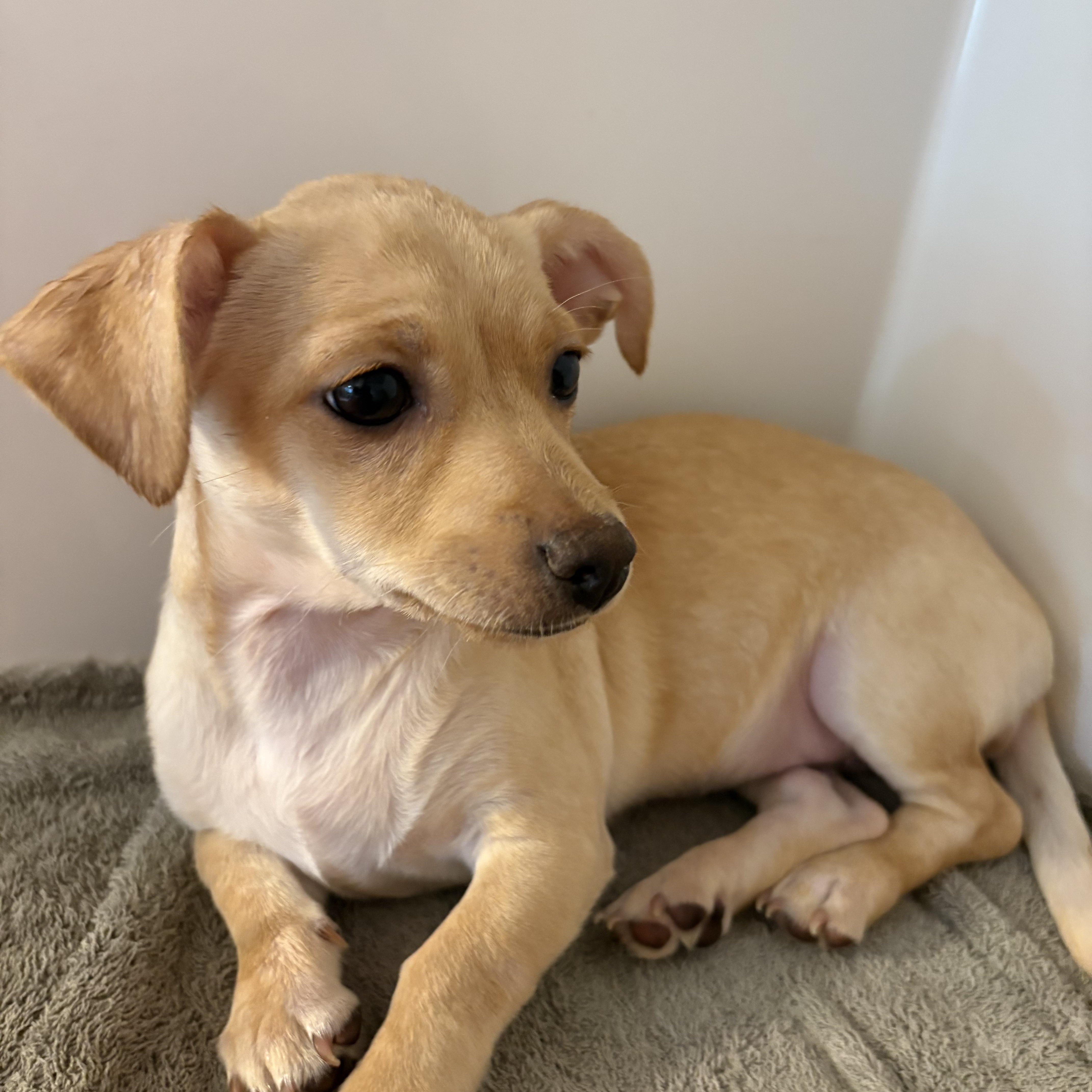 A baby small-sized female Yellow / Tan / Blond / Fawn Chiweenie dog named Saffron Cinnamon for adoption in Oklahoma City, OK