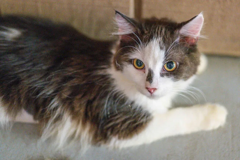 Polly Pocket thumbnail 2