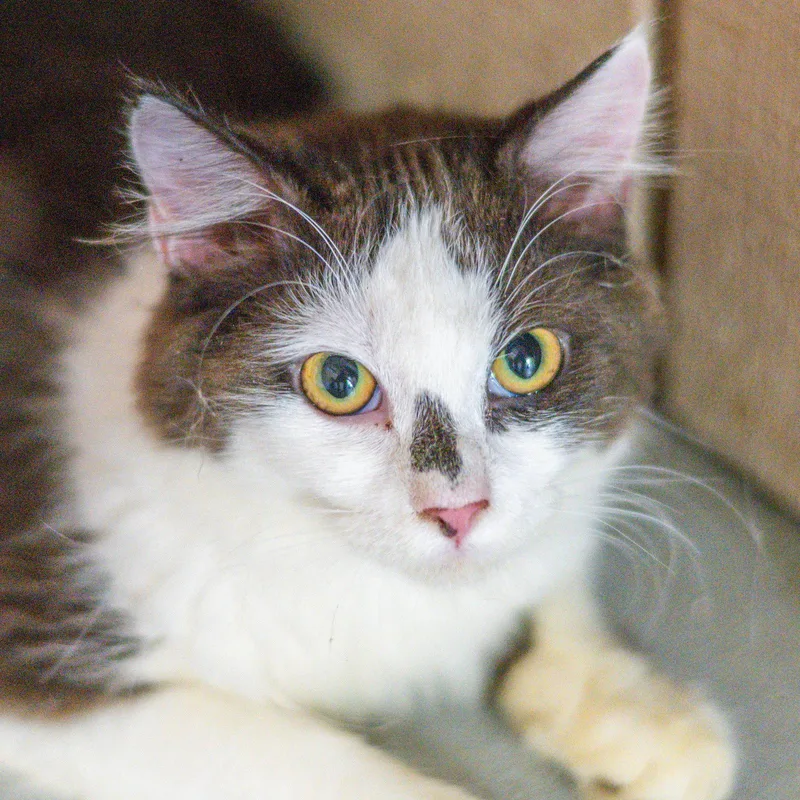 Polly Pocket thumbnail 3