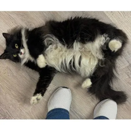 An adult large-sized female Domestic Long Hair cat named Gizmo for adoption in Hudson, MA
