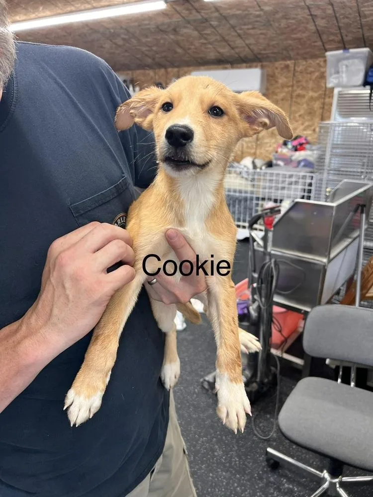 Cookie