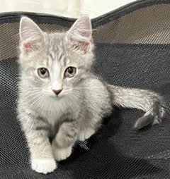 A baby medium-sized male Gray & White Tabby cat named LimerickLeader of the Shamrock for adoption in Laurel, MD