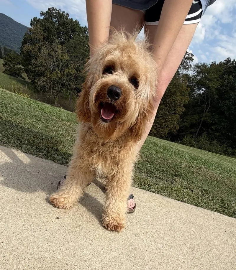 A baby small-sized male Red / Chestnut / Orange Cavalier King Charles Spaniel dog named Finn Cavapoo for adoption in Gillsville, GA