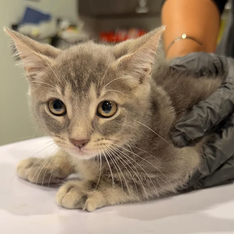 A baby small-sized male Domestic Short Hair cat named Jacob for adoption in Tampa, FL