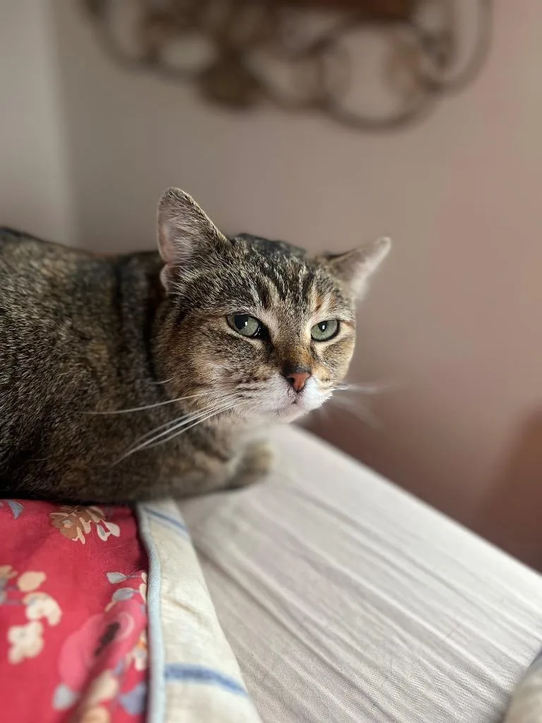 A young medium-sized female Domestic Short Hair cat named Darla for adoption in New York, NY
