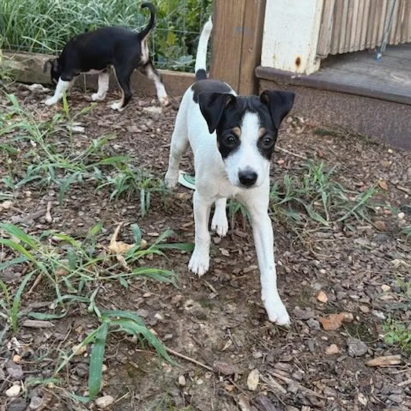A baby small-sized female Rat Terrier dog named Hayden for adoption in Atlanta, GA
