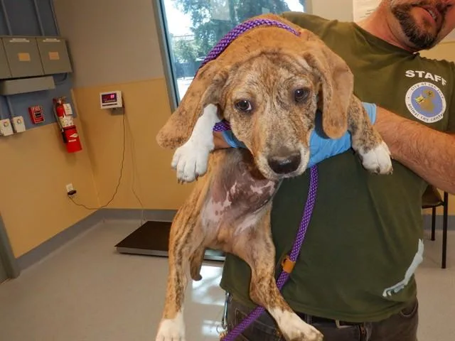 A young medium-sized male Pit Bull Terrier dog named Sparrow for adoption in San Jose, CA