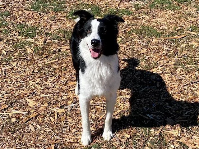 An adult medium-sized male Border Collie dog named Tomas for adoption in Santa Cruz, CA