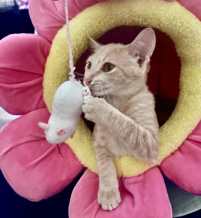 A baby small-sized female Domestic Short Hair cat named Sunni for adoption in Hoover , AL