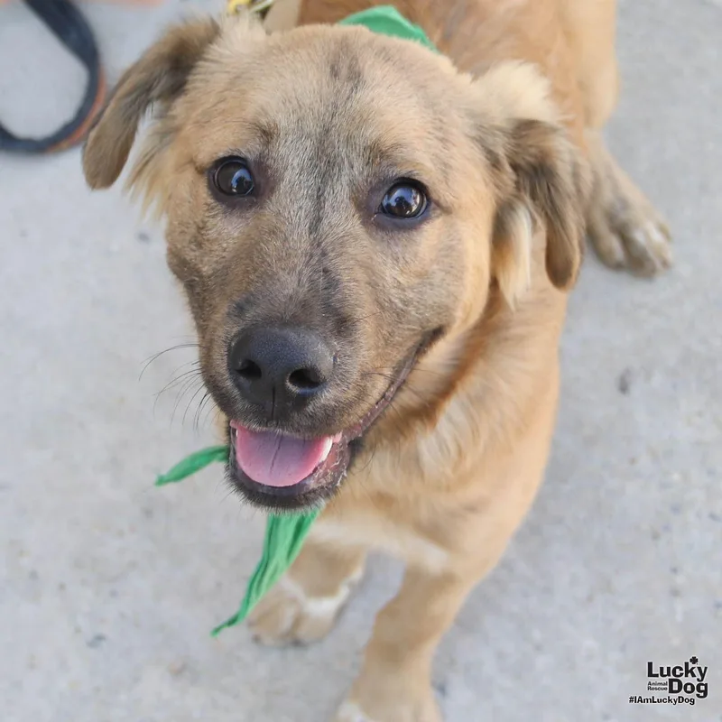 A young medium-sized male Shepherd dog named Lambo for adoption in Washington, DC