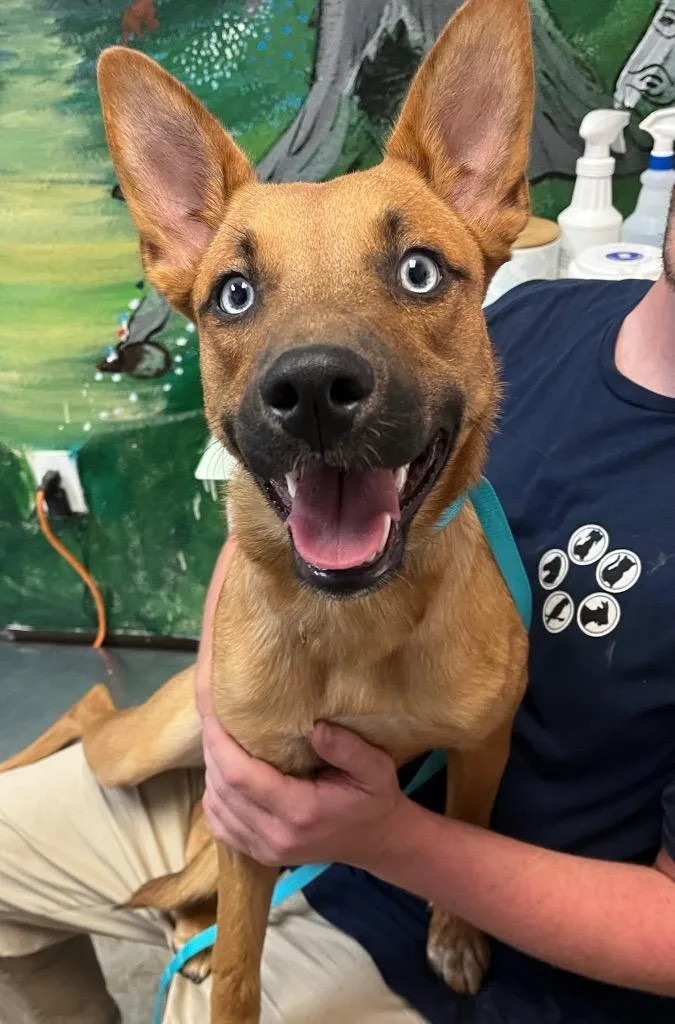 A young medium-sized female Belgian Shepherd / Sheepdog dog named Kye for adoption in New Braunfels, TX