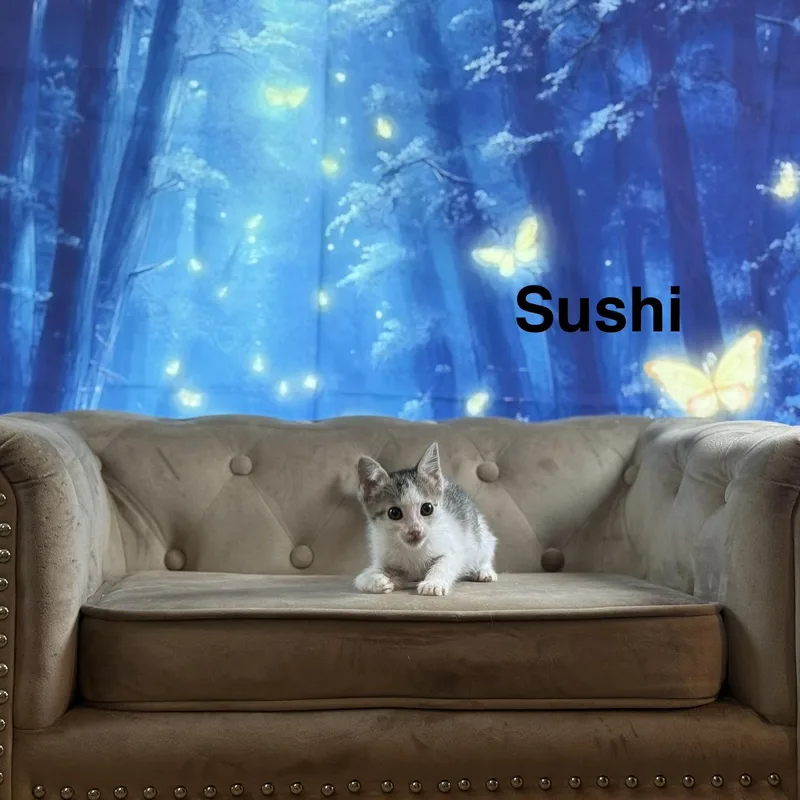 A baby medium-sized female Tabby (Gray / Blue / Silver) Domestic Short Hair cat named Sushi for adoption in Houston, TX