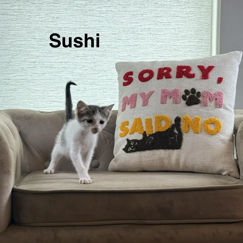 Sushi thumbnail 2