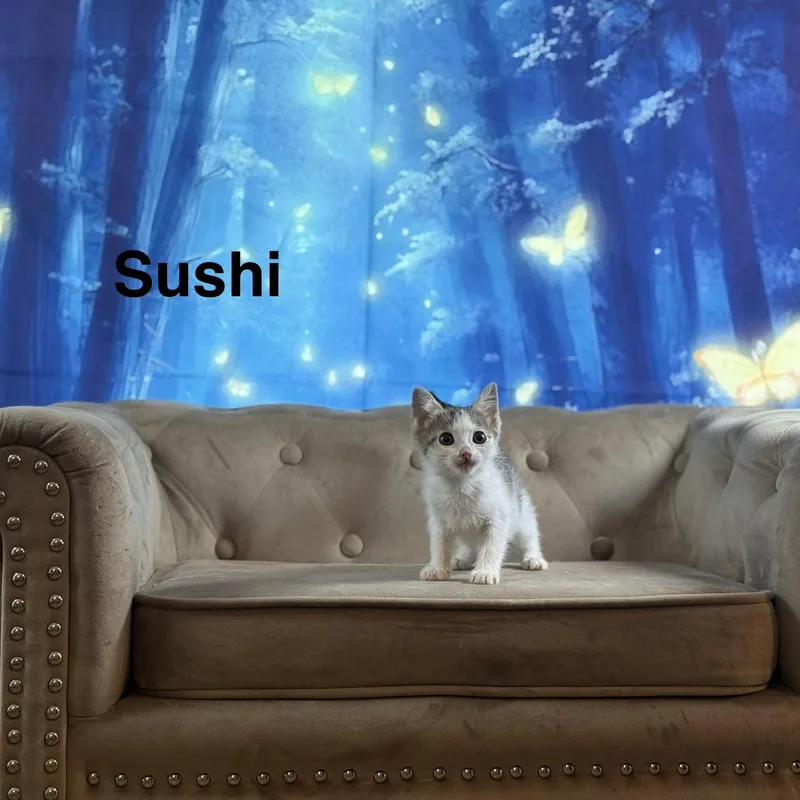 Sushi thumbnail 3