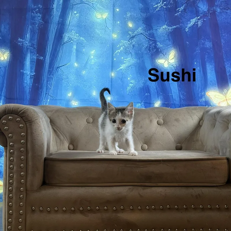Sushi thumbnail 4