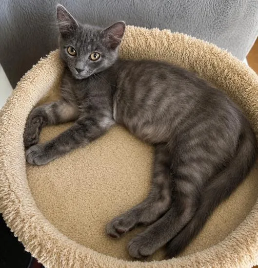 A baby medium-sized male Gray / Blue / Silver Tabby cat named Mr. Red for adoption in Mission Viejo, CA