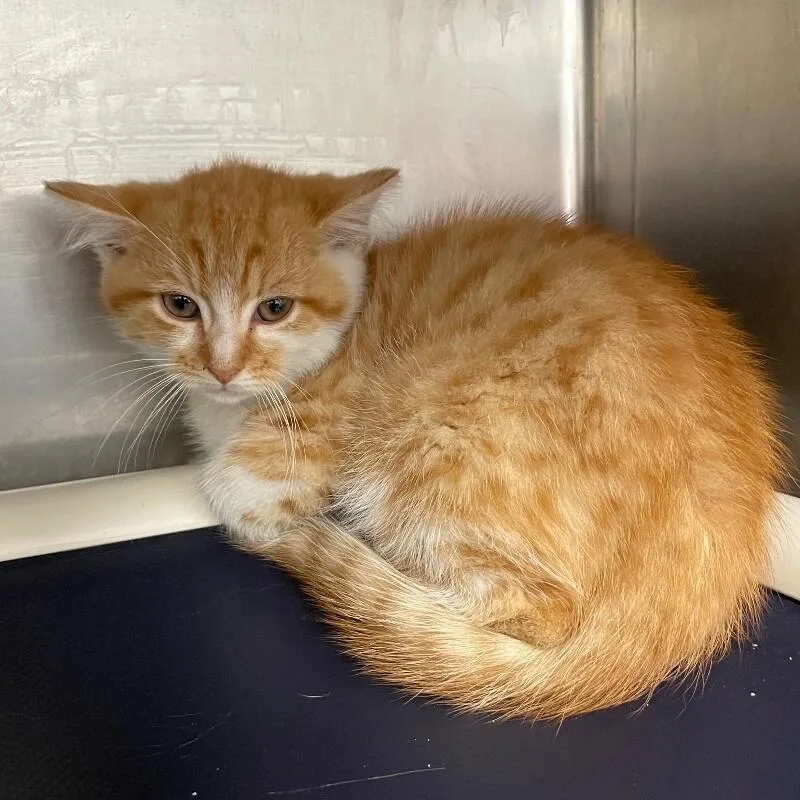 A baby medium-sized male Domestic Short Hair cat named Hunter for adoption in Roanoke, VA