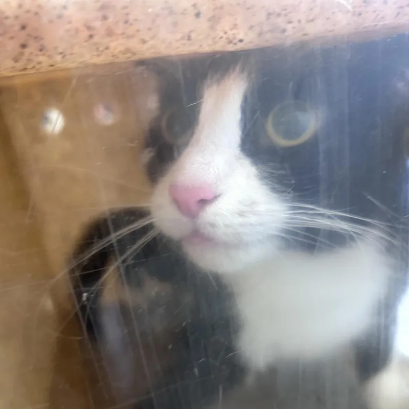 An adult medium-sized female Black Domestic Short Hair cat named Piche for adoption in Dover, NH
