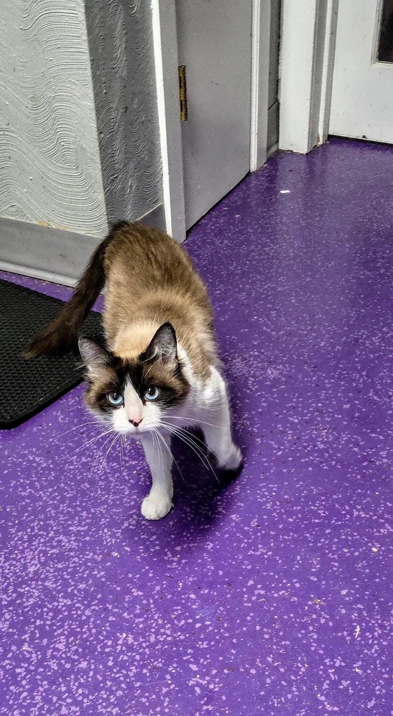 An adult medium-sized female Chocolate Point Snowshoe cat named Capri for adoption in Greensburg, PA
