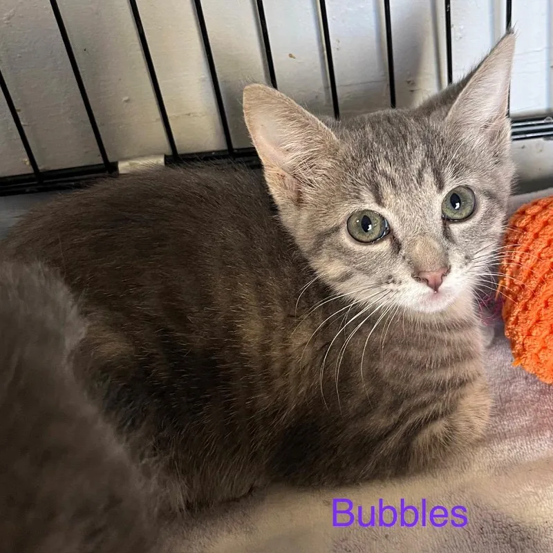 A young small-sized female Gray / Blue / Silver Domestic Short Hair cat named Bubbles for adoption in Duncan, OK
