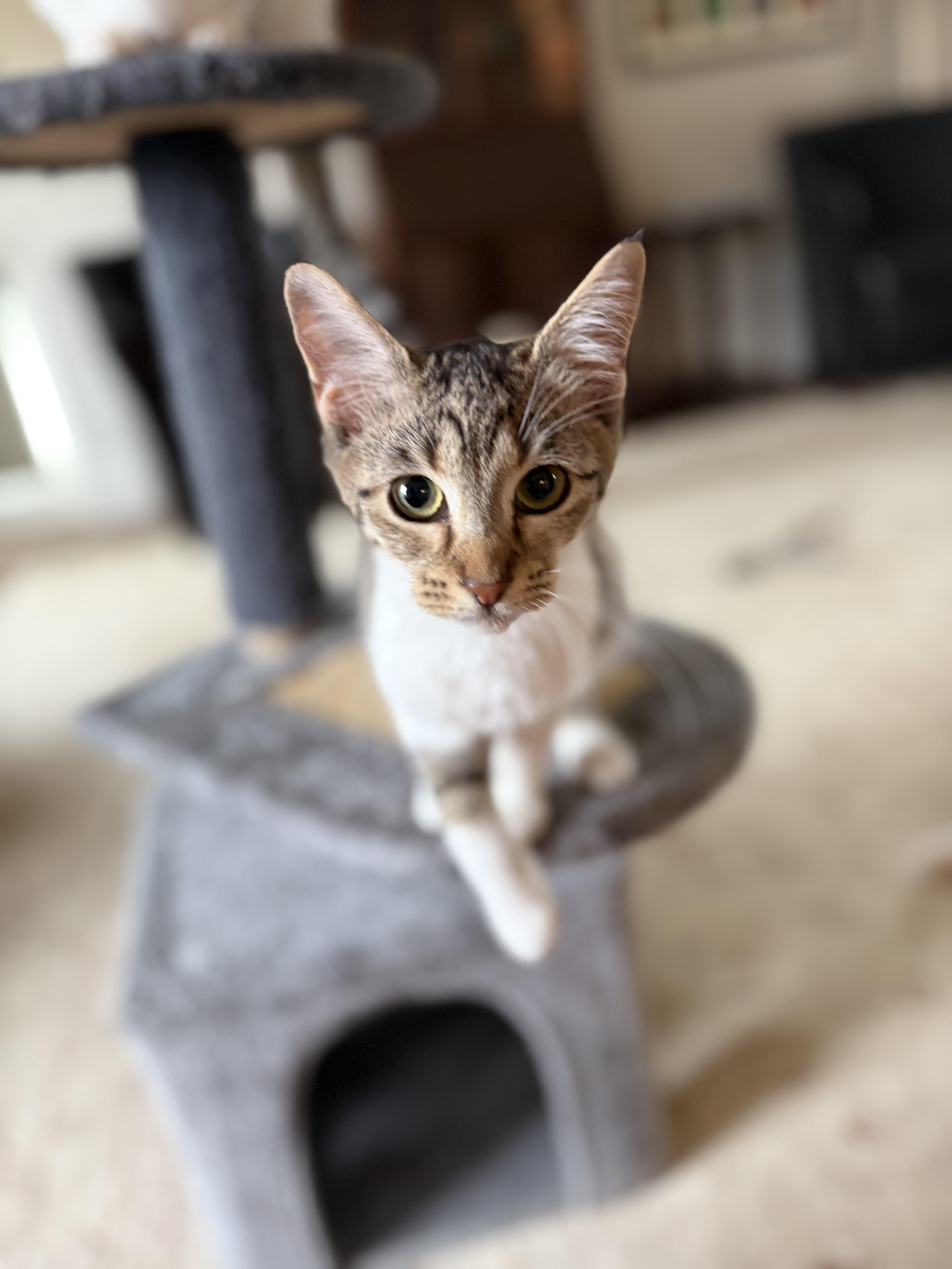 A baby small-sized female Tabby (Brown / Chocolate) Domestic Short Hair cat named Sweet Sparrow for adoption in Long Beach, CA