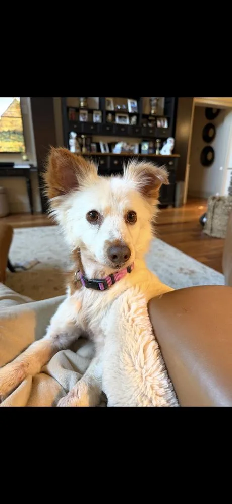 An adult small-sized female White / Cream Pomeranian dog named Jolie for adoption in Canton , GA