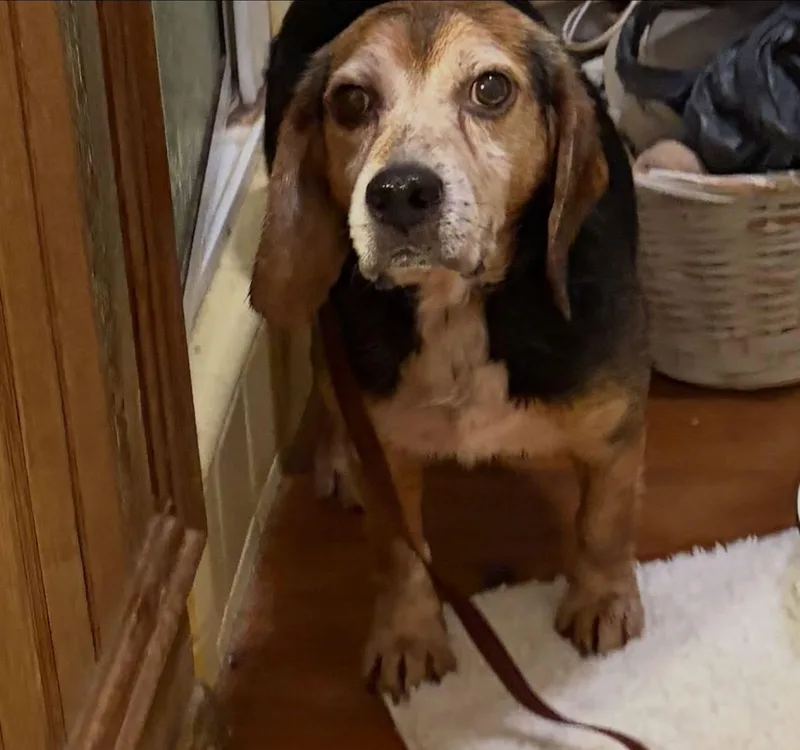 Chester thumbnail 2
