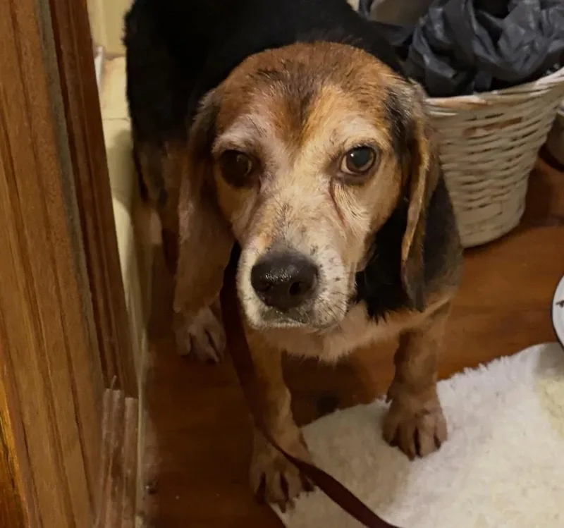 Chester thumbnail 3