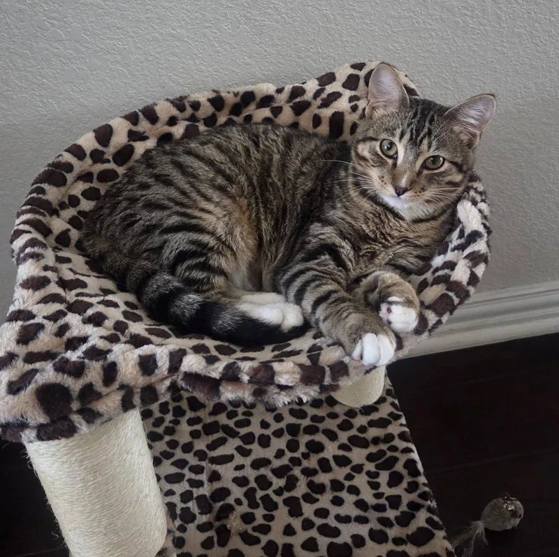 An adult medium-sized male Tabby (Gray / Blue / Silver) Domestic Short Hair cat named Tom for adoption in Frisco, TX