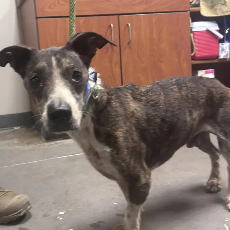 An adult small-sized male Brindle Dachshund dog named Baldur for adoption in Yuma, AZ