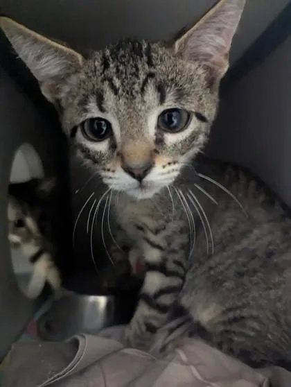 A baby medium-sized male Domestic Short Hair cat named Buddy  I AM for adoption in East Brookfield, MA