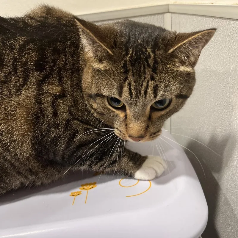 An adult large-sized male Gray / Blue / Silver Domestic Short Hair cat named Shadow for adoption in Tampa, FL