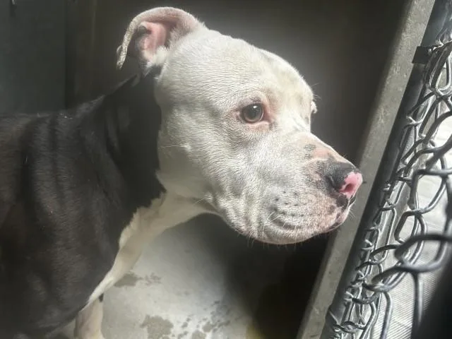 An adult large-sized male Pit Bull Terrier dog named Zeus for adoption in San Bernardino, CA