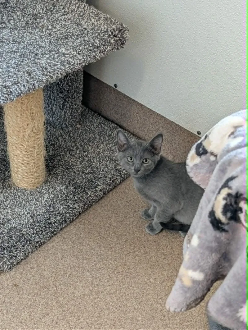 A baby medium-sized male Gray / Blue / Silver Domestic Short Hair cat named Sticker for adoption in Chambersburg, PA