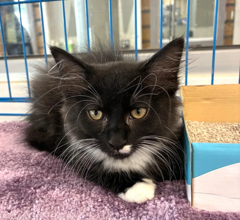 A baby medium-sized female Black & White / Tuxedo Domestic Long Hair cat named Zena for adoption in Bridgeport, CT