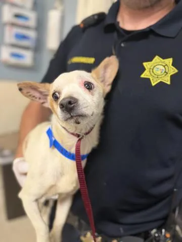 An adult small-sized male Chihuahua dog named Stewart for adoption in Riverside, CA