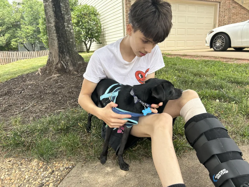 An adult small-sized male Black Chihuahua dog named Ralph for adoption in Leesburg, VA