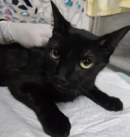 A young medium-sized female Domestic Short Hair cat named Clover for adoption in Pensacola, FL