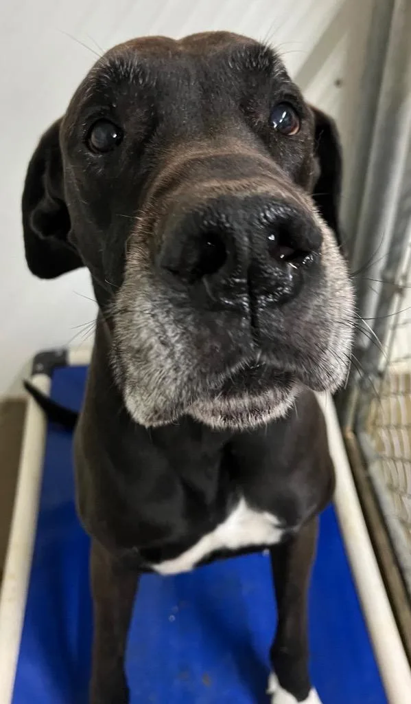 An adult large-sized male Great Dane dog named Maxwell for adoption in Lagrange, IN