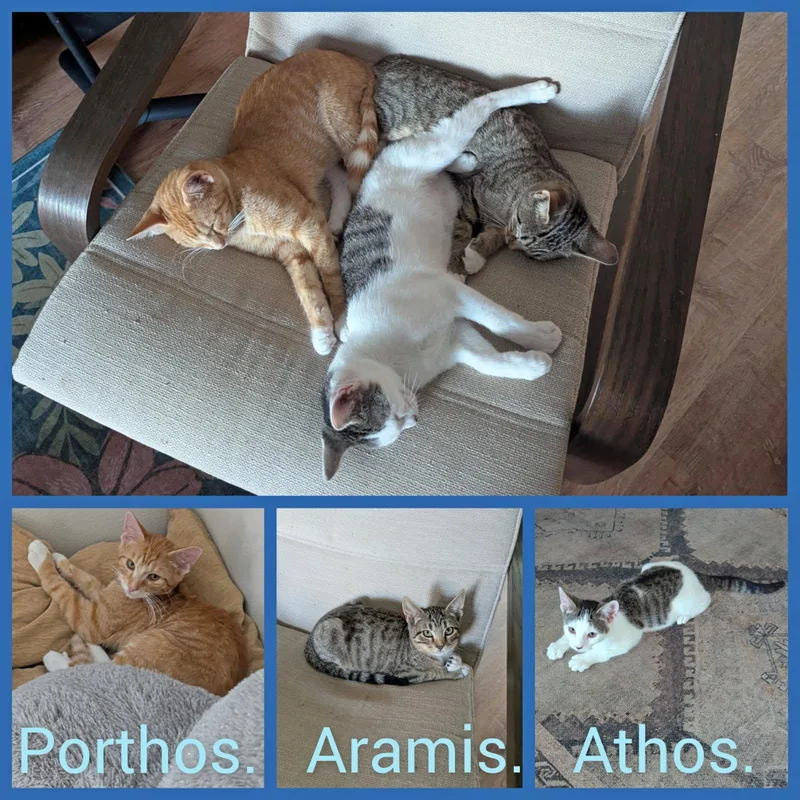 A baby medium-sized male White Domestic Short Hair cat named Athos for adoption in Hoyleton, IL