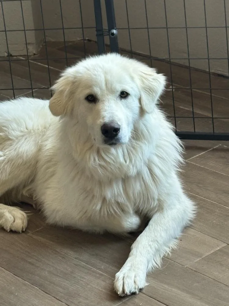An adult large-sized female Great Pyrenees dog named Jade for adoption in Frisco, TX