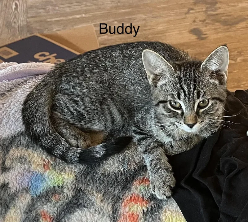 A baby medium-sized male Tabby (Brown / Chocolate) Domestic Short Hair cat named Buddy for adoption in Springfield, OR