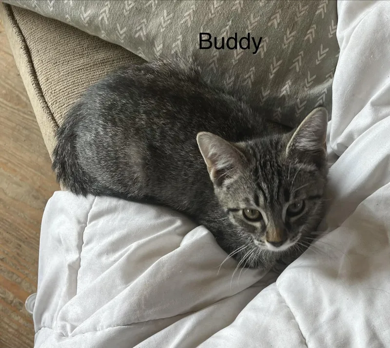 Buddy thumbnail 3