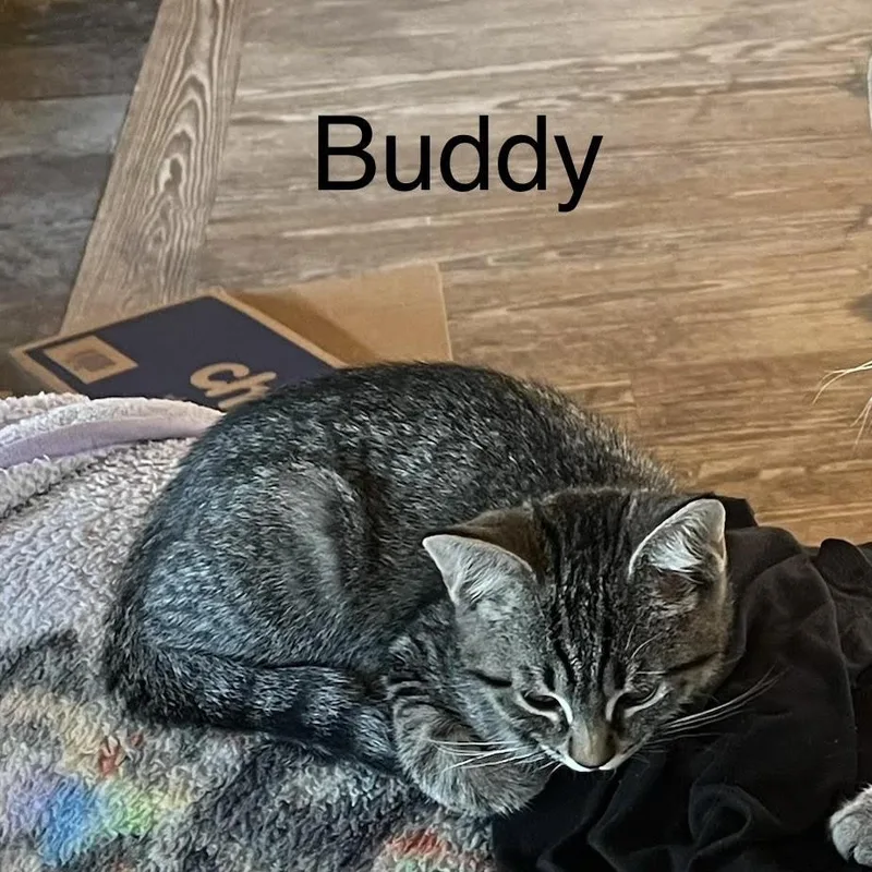 Buddy thumbnail 4